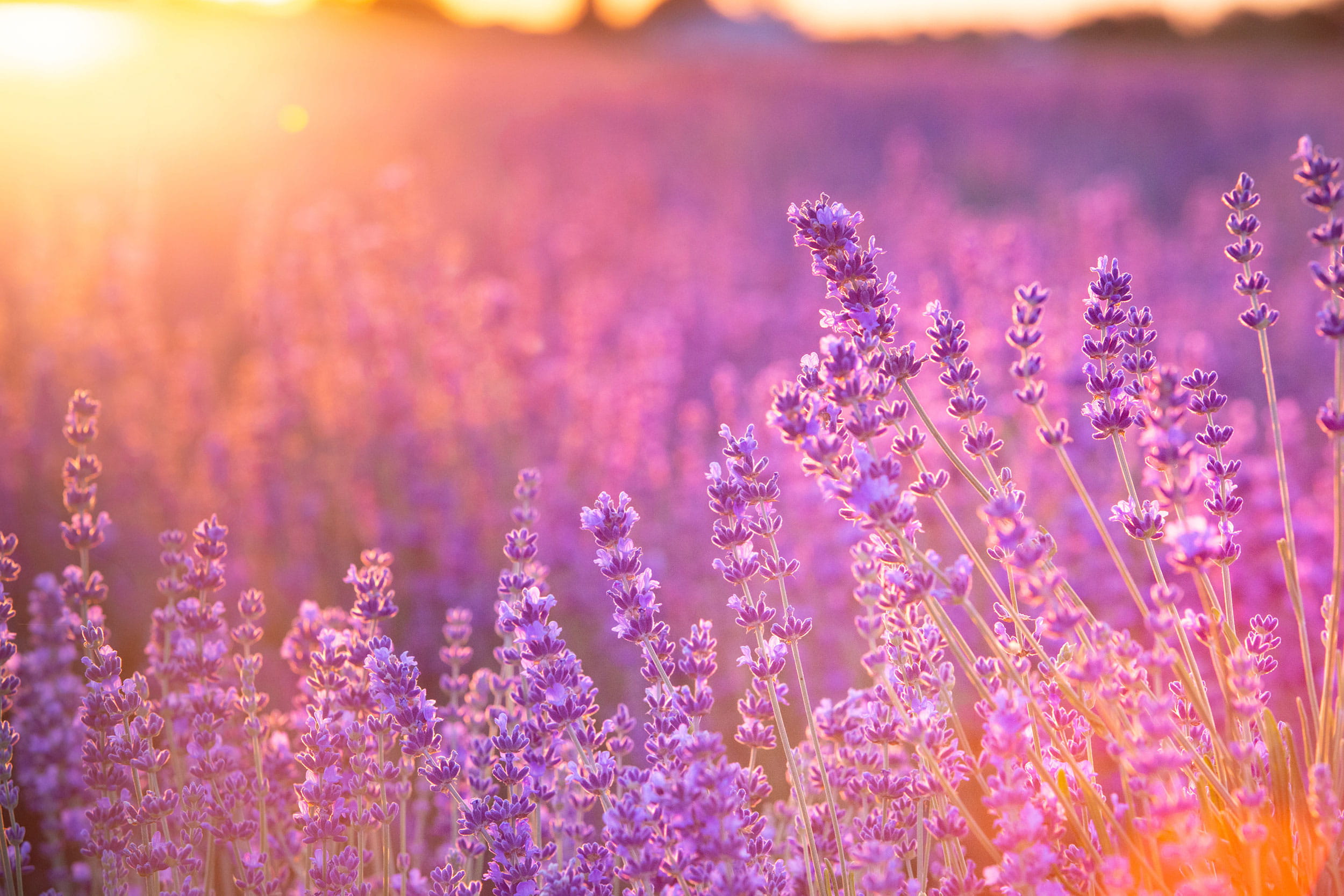 Champ de lavande violet au coucher du soleil